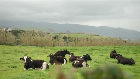 Vacas-Descansando-En-La-Hierba-Verde-En-Azores