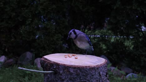 A-blue-jay-landing-on-a-log-and-eating