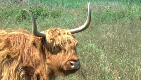 Highland-Cow-with-long-horns-and-long,-wavy,-woolly-coat-licks-his-nose