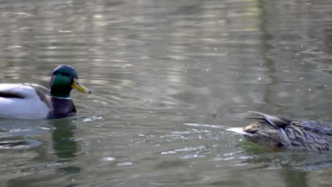 Green-headed-male-duck-chasing-a-female-duck-on-the-surface-of-an-old-park-lake