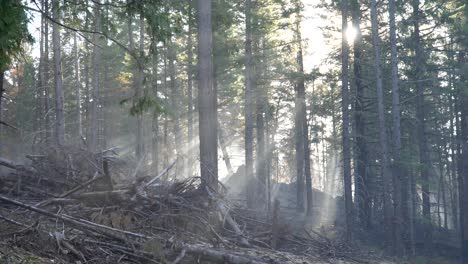 Sonnenstrahlen-Durch-Den-Rauch-Eines-Kürzlichen-Waldbrandes