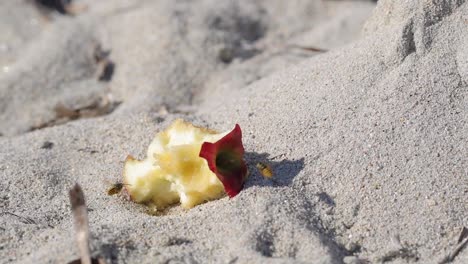 Slow-motion-shoot-of-two-wasps-fighting-over-leftover-apple-fruit-on-a-sand-beach
