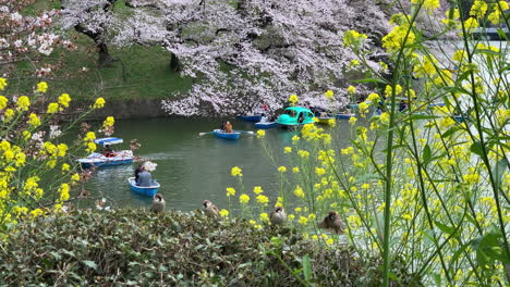 Small-birds-fly-and-play-on-the-bushes-leaves-at-Chidorigafuchi-Park-with-cherry-blossom