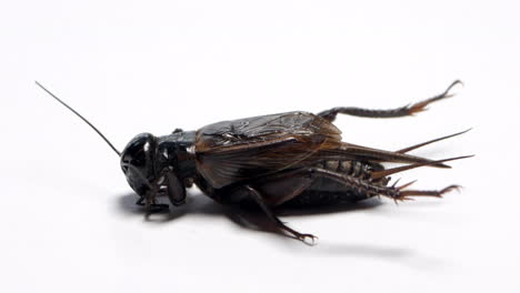 Side-view-of-a-black-field-cricket-sitting-on-a-white-background