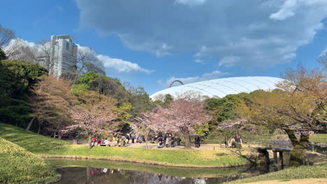 Der-Berühmte-Botanische-Garten-Koishikawa-Mit-Fuchsiafarbenen-Kirschblüten,-Die-Von-Der-Sonne-Beleuchtet-Werden