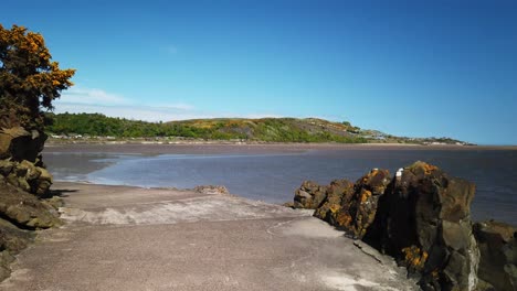 Scottish-bay-at-low-tide-on-a-sunny-day-with-path-in-the-foreground-and-yellow-gorse-on-the-hill