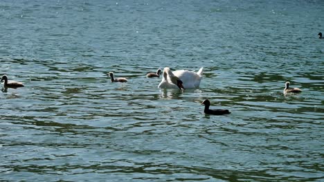 Familia-De-Cisnes-Flota-En-Un-Río