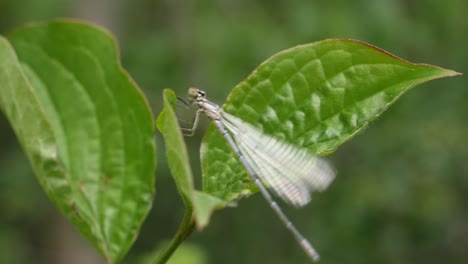 Dragon-fly-rests-on-a-green-leave-and-flies-away-in-slow-motion,-macro-shot