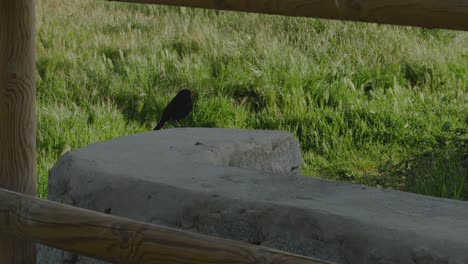 A-blackbird-near-a-wood-fence