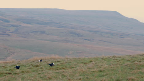 Male-Black-grouse-displaying-on-their-traditional-lekking-grounds-showing-the-birds-fighting-and-running