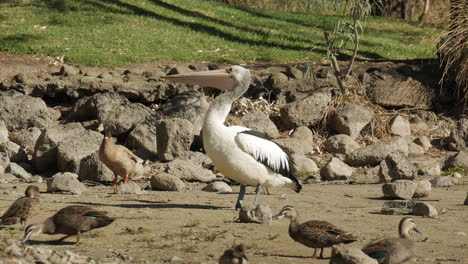 Pelikan-Und-Andere-Verschiedene-Vögel-Warten-Darauf,-Gefüttert-Zu-Werden