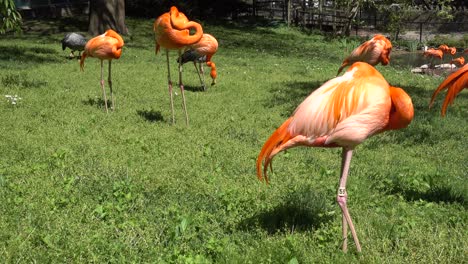 Flamingos-standing-around-in-a-grassy-area