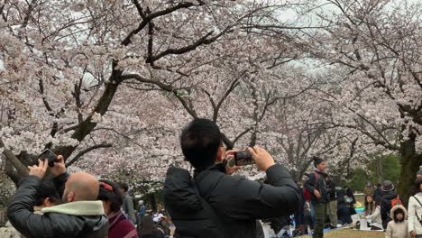 People-take-close-up-photos-with-a-pink-cherry-blossom-at-Yoyogi-Park