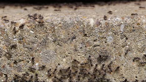 Nahaufnahme-Eines-Schwarms-Geschäftiger-Schwarzer-Ameisen