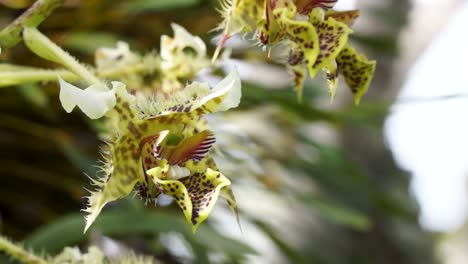 Neuguinea-Orchideen-Makro,-Langsames-Herauszoomen,-Dendrobium-Polysema