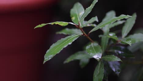 Statische-Nahaufnahme-Einer-Kleinen,-Grünen-Pflanze-Mit-Schmalen,-Von-Regen-Bedeckten-Blättern-Nach-Einem-Regensturm