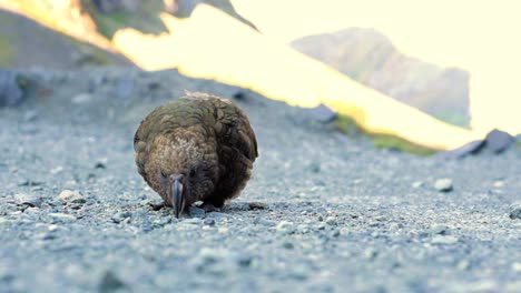 Close-up-of-an-adult-Kea-trying-to-pick-up-rocks-with-its-beak