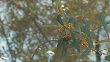 Olivenbaum-Blühende-Frühlingszeit-Sonnenbeschienene-Blätter-4k