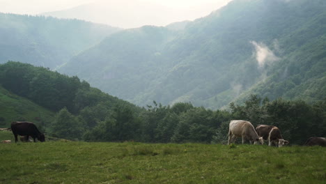 Herd-of-cattles-grazing-on-green-mountain-pasture-in-a-foggy-summer-day
