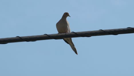 Dove-perched-on-a-wire-with-a-blue-sky-background
