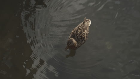 High-angle-shot-of-a-mallard-duck-in-a-river