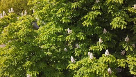 Chestnut-Flowers-Blossoming-On-a-Tree-in-a-Park