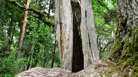 Old-and-hollow-oak-trunk-in-smooth-tilt-footage