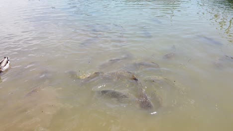 This-is-a-video-of-carp-being-fed-at-the-Lynn-Creek-Marina-on-Joe-Pool-Lake-in-Texas