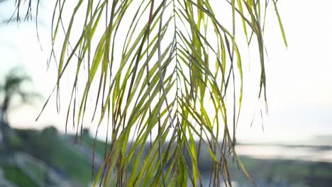 Palm-tree-close-up