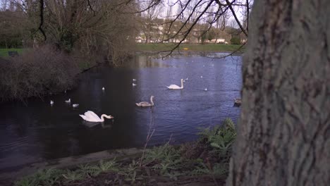 Revealing-pan-shot-of-a-tree-and-swans-swimming-in-a-lake-on-a-sunny-day-in-Ireland-with-shallow-depth-of-field