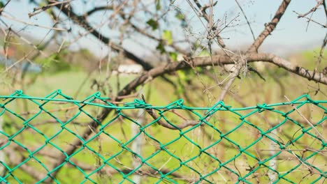 Old-Barb-Wire-Fence-With-Green-Grass-In-Field