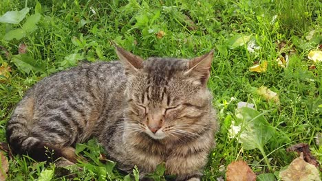 Gato-Doméstico-Adulto-Sentado-En-La-Hierba-Verde-En-Un-Día-Soleado