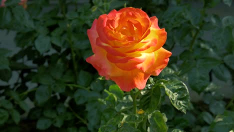 A-orange-floribunda-rose-in-a-public-garden