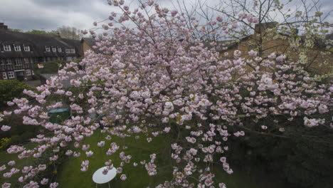 Zeitraffer-Eines-Kirschbaums,-Der-Vollständig-Rosa-Blüten-Entwickelt