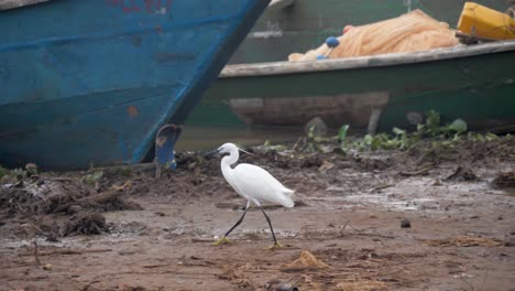 A-white-Egret-walking-in-the-mud-along-the-shores-of-Lake-Victoria-with-a-traditional-wooden-fishing-boat-in-the-background