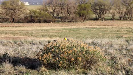 Western-Meadowlark-perched-in-a-bush-and-singing-at-the-Rocky-Mountain-Arsenal-National-Wildlife-Refuge-near-Denver,-Colorado,-USA