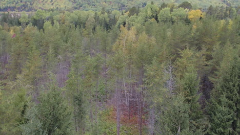 Luftaufnahme-Des-Fliegens-über-Einen-Wunderschönen-Wald-In-Herbstfarben-Im-Oktober,-In-Einer-Ländlichen-Landschaft,-In-Charlevoix,-Quebec,-Kanada