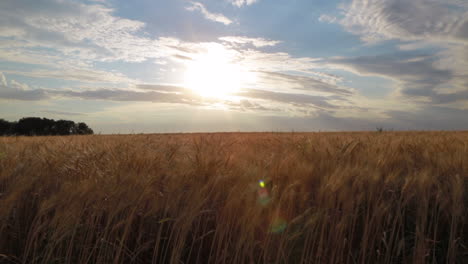 Wheat-field-during-the-summer-time