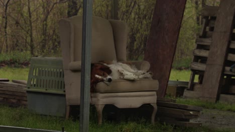 A-Hunting-Dog-Snoozing-on-a-Chair-in-the-Back-Yard