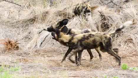 Rudel-Wilder-Hunde,-Die-Im-Sabi-Sands-Wildreservat-In-Südafrika-Spielen