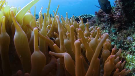 Una-Anémona-Colorida-En-Un-Arrecife-Tropical-Con-Peces-Nadando-Alrededor