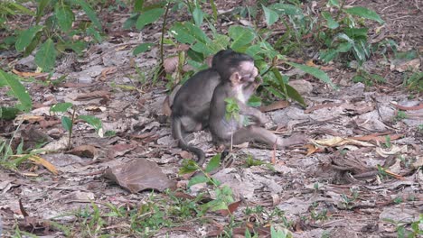 Zwei-Junge-Makakenaffen-Suchen-Im-Unterholz-Nach-Nahrung