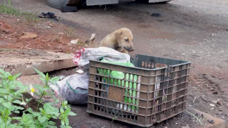 Puppies-playing-and-digging-through-trash-for-food,-along-side-the-street-in-northern-Vietnam