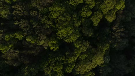 Birds-eye-view-aerial-over-treetops-as-the-sunset-is-illuminating-the-tops-of-the-trees