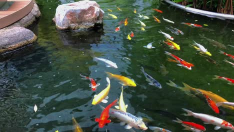 School-of-Koi-Fish-swimming-in-a-pond