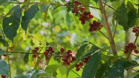 Kaffeekirschen-An-Der-Pflanze