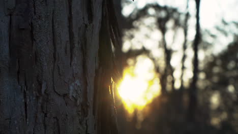 Shagbark-Hickory-Tree-at-dusk