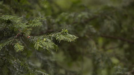 Beautiful-Green-Soft-Pine-Tree-Moving-Slightly-in-the-Icy-Breeze
