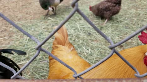 Roosters-walk-along-chainlink-fence