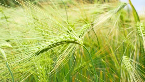 Close-up-of-Barley-wheat-ears-blowing-in-gusty-winds